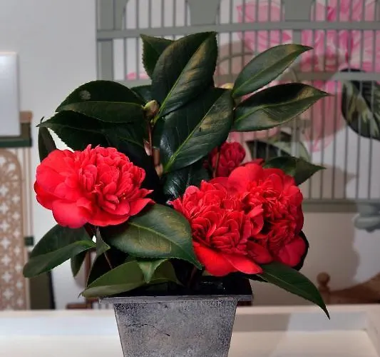 B&B La Demeure De L'ile 4*